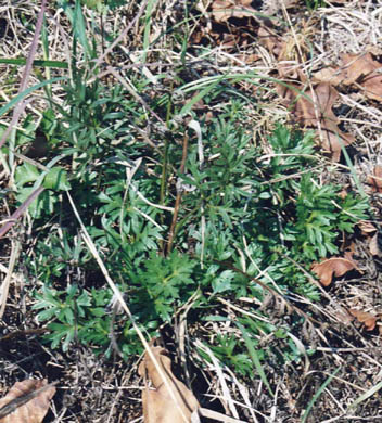 Neuaustrieb auf der Fl&auml;che Thaur Romediuskirche