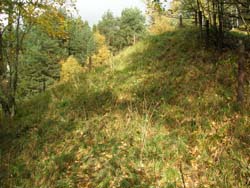 Fläche Rum Wald
